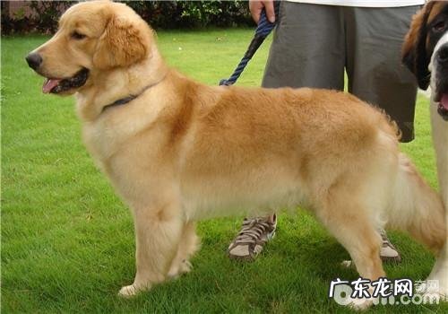 犬翻肠子的确诊方式