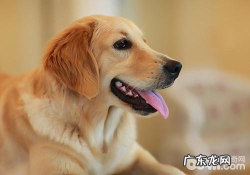 犬翻肠子的医治标准