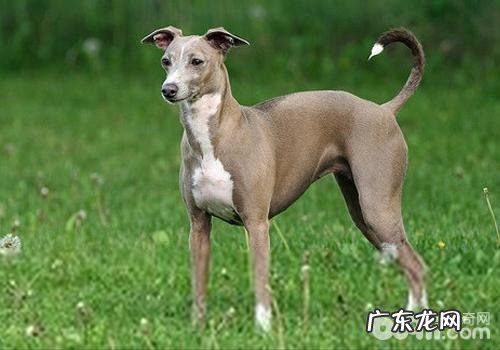 造成 小狗缺钙的症状有什么