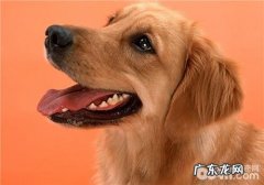 犬翻肠子的症状表现