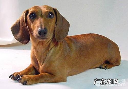 狗狗肛门腺炎症有哪些症状