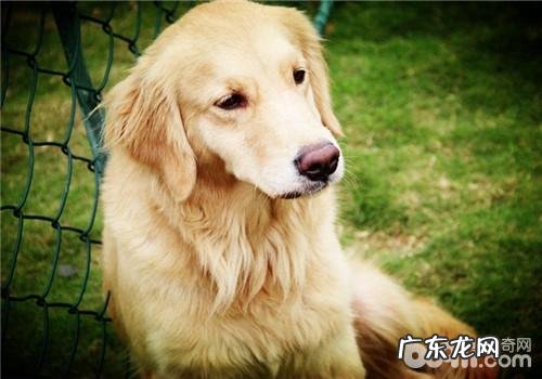 犬髋关发育不全的症状表现