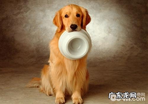 犬髋关发育不全的治疗方法