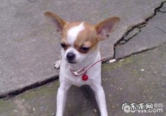 狗狗肛门腺炎症的缘故