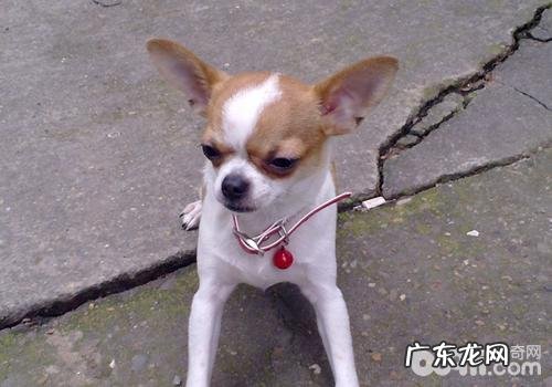 狗狗肛门腺炎症的缘故