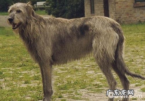 犬水脑症的医治实例