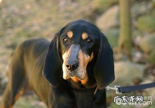 犬水脑症的病发缘故