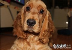 小狗拉肚子应该怎么办