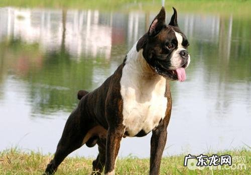 造成小狗腹泻的原因有什么