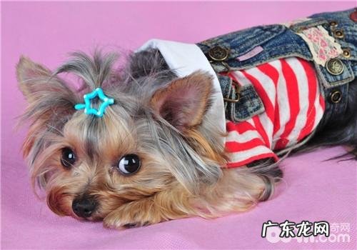 犬风湿症的医治标准