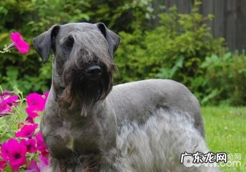 狗狗呕吐要严防传染性疾病