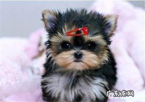 犬风湿症的确诊关键点