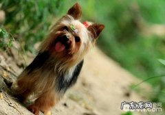 犬风湿症的发病原因剖析
