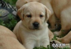 狗狗呕吐一定是得病吗