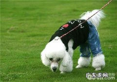 犬骨裂的根本原因