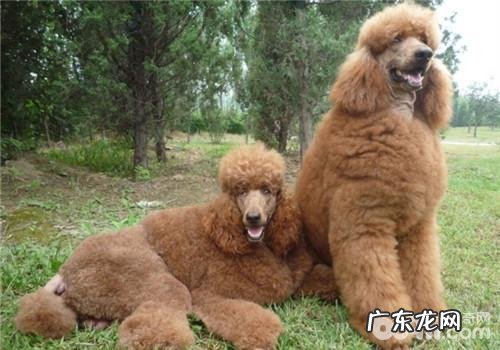 犬骨裂后的保养常见问题