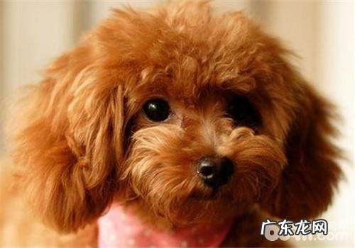 犬骨裂的医治标准