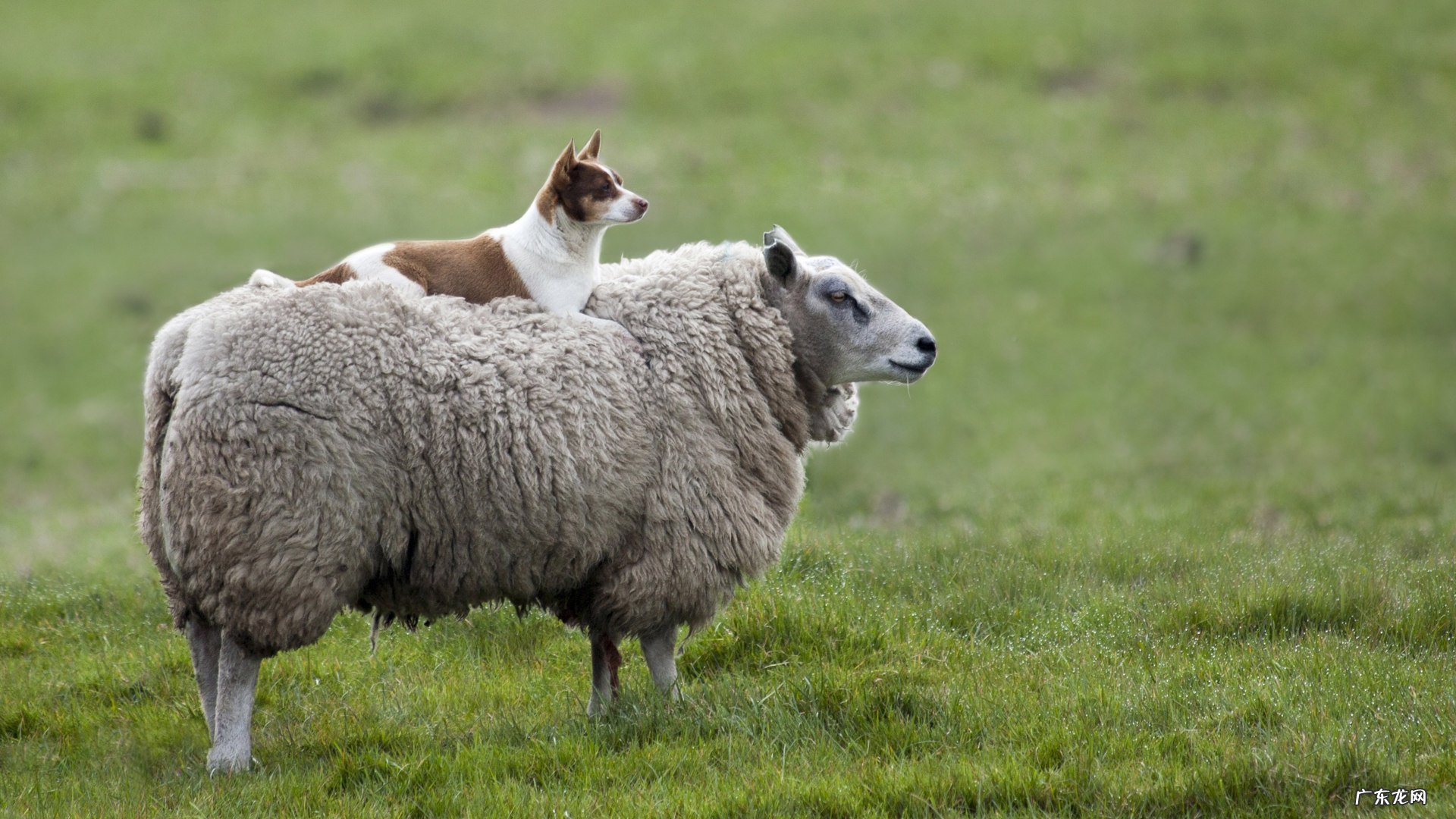 脂肪填充要吃消肿药吗 脂肪填充后可以吃消肿药吗?
