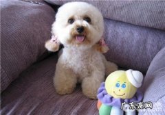 犬骨裂的确诊关键点