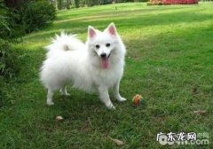 犬巴贝斯虫病的诊治实例
