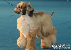 犬十二指肠滑脱的医治标准