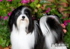 犬巴贝斯虫病的病源