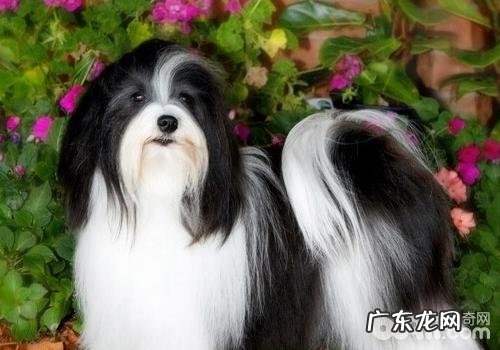 犬巴贝斯虫病的病源