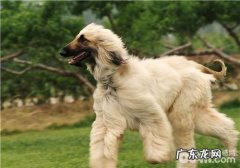 犬十二指肠滑脱的病症