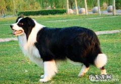 犬巴贝斯虫病的发病原因及病症