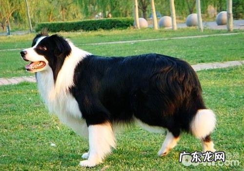 犬巴贝斯虫病的发病原因及病症