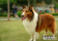 小狗过敏皮炎的治疗方式