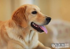 犬皮肤过敏的缘故及病症