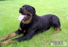 造成狗狗双排牙的缘故