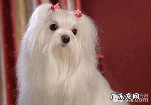 怎样改进小狗的口腔异味难题