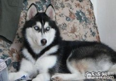 小狗吃完红提该怎么办