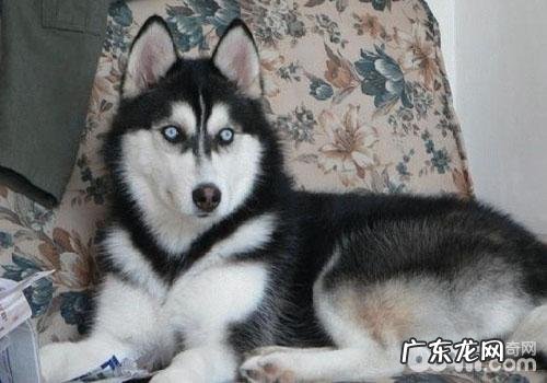 小狗吃完红提该怎么办