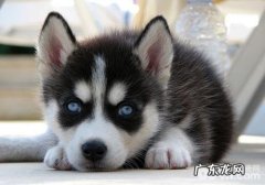 为何狗狗不能吃红提