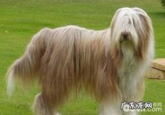 犬子宫肌瘤的手术医治病史