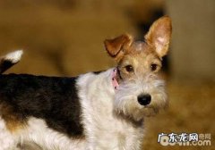 犬子宫卵巢囊肿的症状