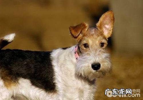 犬子宫卵巢囊肿的症状