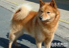 小狗睾丸炎症的治疗方法