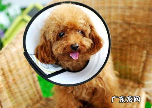 小泰迪被大狗咬露肉了