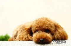 小泰迪被大狗咬露肉了