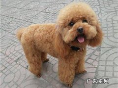 小泰迪的的身上为什么长癣