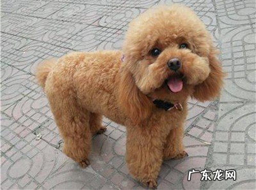 小泰迪的的身上为什么长癣