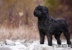 犬睾丸炎症的病发缘故