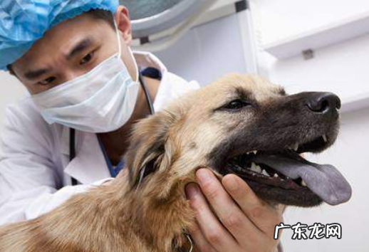 金毛狗狗的嘴为什么是臭的