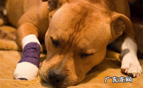 小狗外伤很深如何处理方法