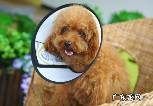 小狗外伤很深如何处理方法