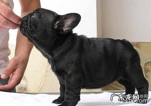 犬裂头蚴性皮肤疾病之犬虱病